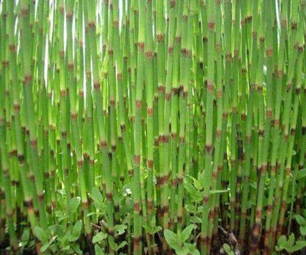 野草|农村一种“光棍”野草，无叶无花只有杆，煮水喝眼睛越来越明亮！