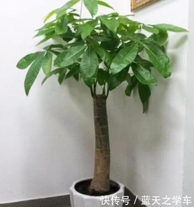 了解发财树的“三喜三怕”,少黄叶烂根,再也不说它难养!