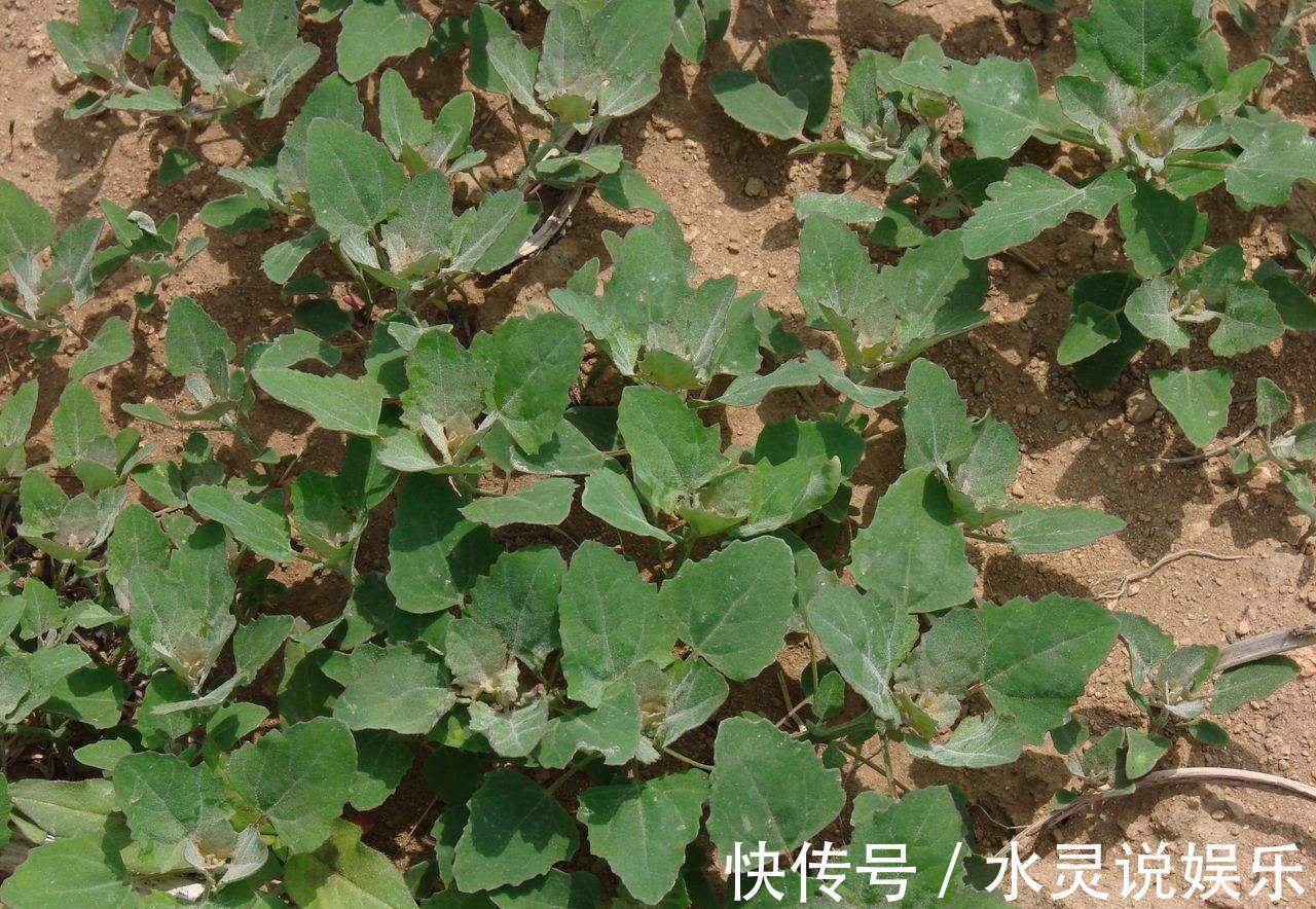 农民|误以为有毒不敢吃，农民见到就铲除，其实营养丰富，一斤高达15元