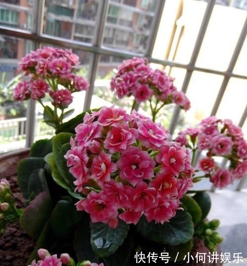 枝条|养长寿花,喝点这种“促花水”,肥效足促开花,轻轻松松养爆盆