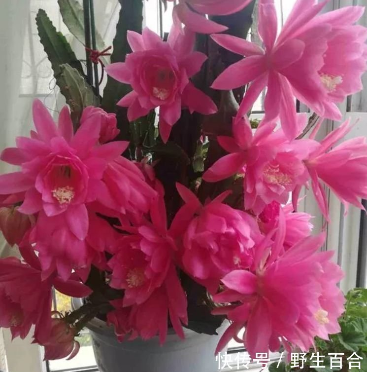 懒人最爱养的花,半月不浇水照样爆盆,花苞爬满枝头,绚丽多彩