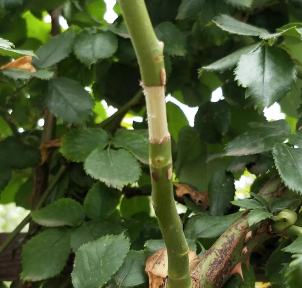 高压|月季别再扦插了,用另1种方法繁殖,更容易成活