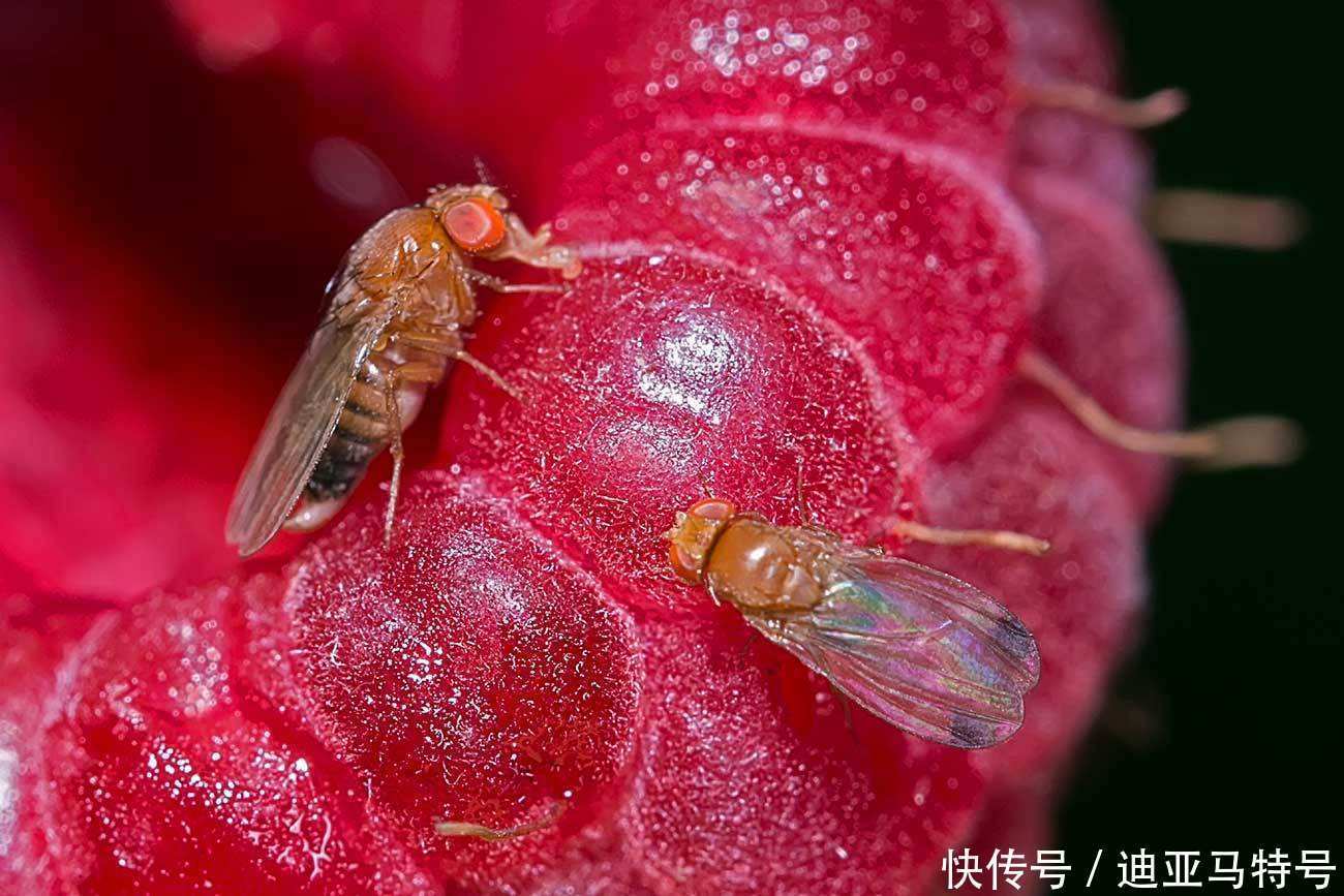 故事|这十个常见的水果,原来背后还有这些有趣的故事