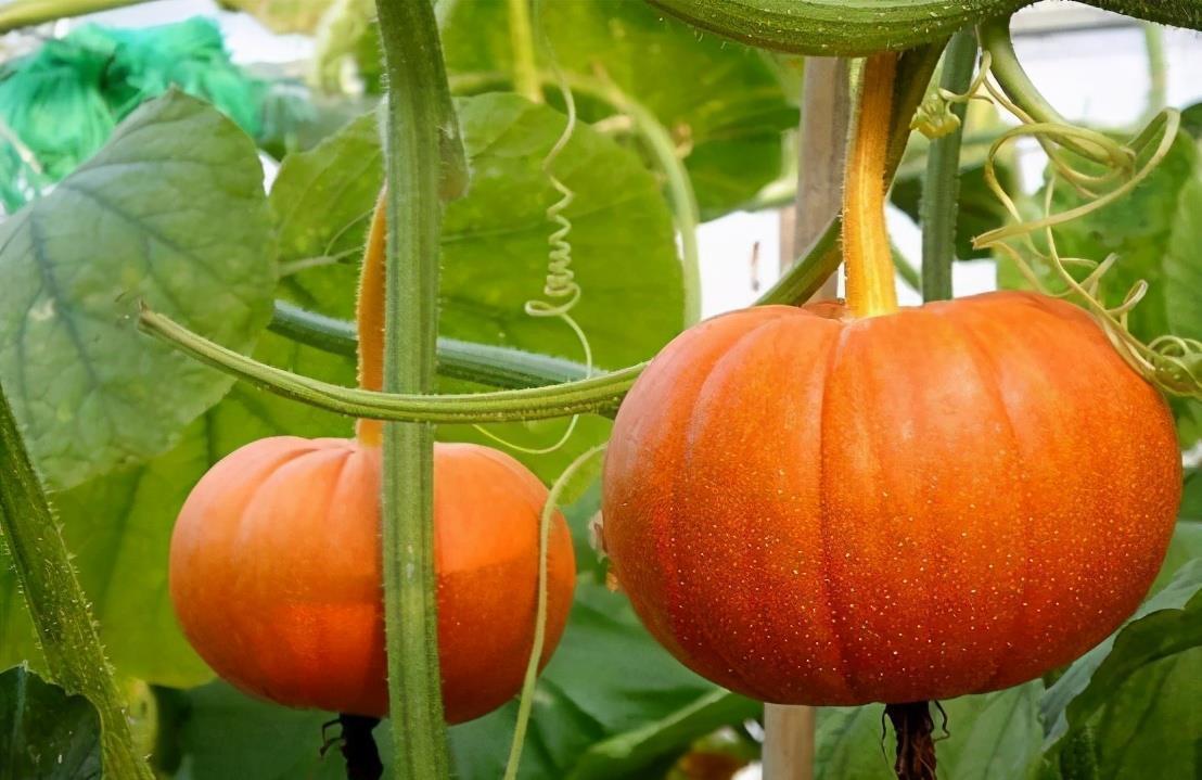 食物|适合女性吃的3种食物,排毒养颜、延缓衰老,早吃早好