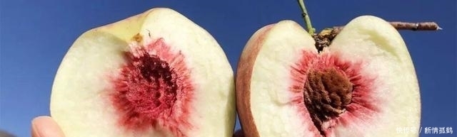 特别|在云南大理,有一种水果经历了春夏秋冬,现在吃正当时,脆甜多汁