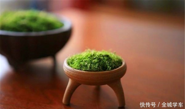 小天地|养不好花、树,就去野外“挖苔藓”做盆景,不仅美观,还能吸废气!