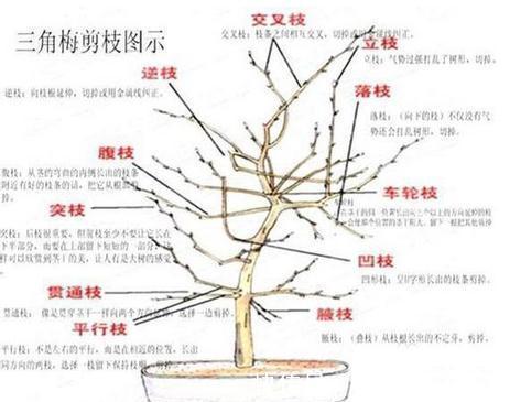 三角梅要想开花多,最重要的就是修剪,如何剪怎么剪,今天来教你