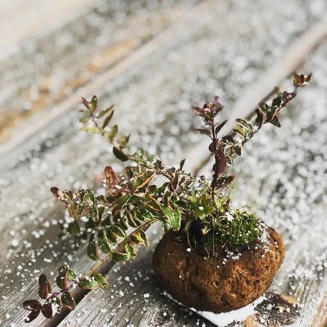 山野草，也高雅！