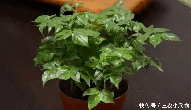 幸福树的冬季养护很简单, 注意这几点就能避免黄叶, 保持叶片常绿