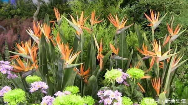 适合养在客厅的“3种花”,高档又气派,看一眼就“喜欢”