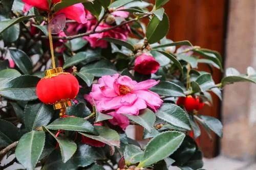 华阳老街拐角处，这间名为“庆阳书屋”的老宅有没有惊艳到你？