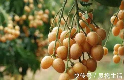 珍珠笋|女性到了中年推荐常吃3种食物，排毒养颜，营养瘦身，好处多多