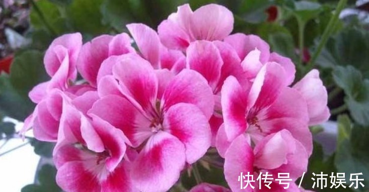 10种天竺葵,花色鲜艳,颜色丰富,每种都超美,你养过几种