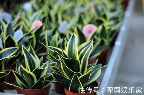 秋天养虎皮兰,简单“2步”,侧芽呼呼冒,叶片蹭蹭长爆盆