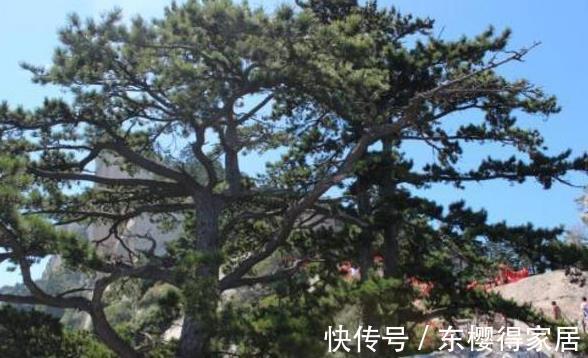 关节痛灵药|一种树的叶子,流出的汁液是“关节痛灵药”,治风湿骨痛,你懂吗