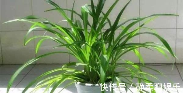 吊兰“干尖黄叶”,注意3个方面“不达标”,别忽视!