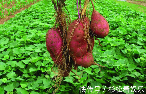 热量|4种会发胖的食物,你戒的掉吗减肥最要吃哪些食品