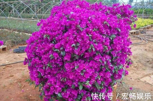 三角梅盆景开花落败,抓紧时间修剪一番,再次开花很简单