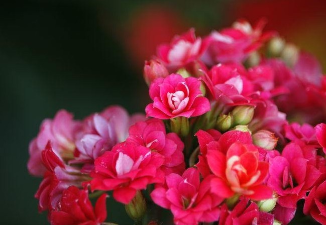 此花花姿妖娆,绚丽多彩的花色呈现出神秘莫测之感,极其耀眼夺目