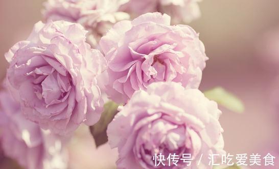 月季只有做到这4点，才能真正实现月月红，花多花大