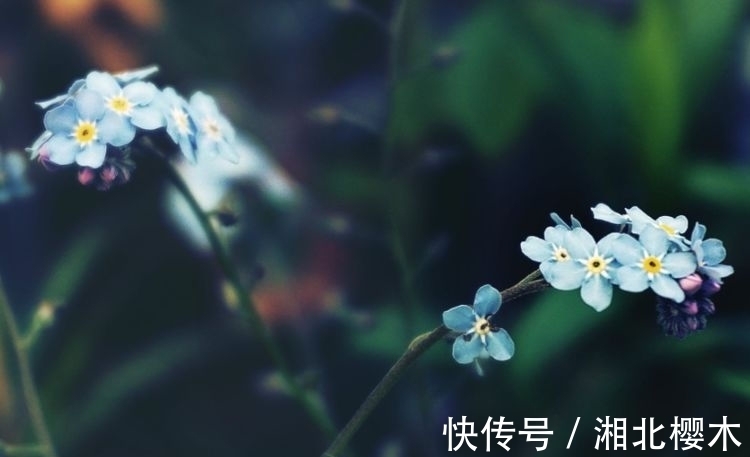 白羊|近期,这4大星座,月老牵线,桃花绽放,邂逅爱情,势必脱单