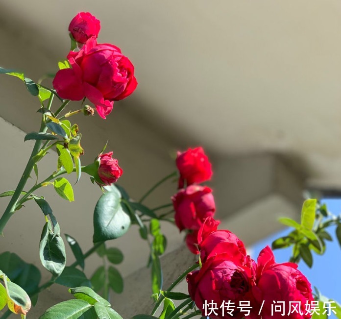 月季原来晒不死，就怕会缺水，缺水必死无疑！