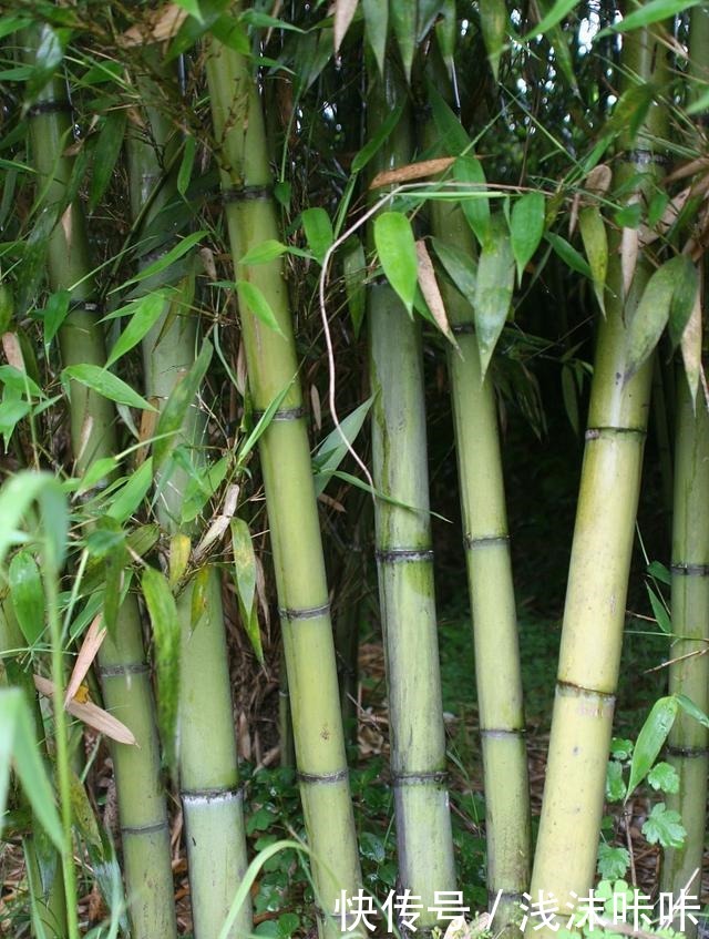 院子里种竹子好一朝种竹，十年挖根！