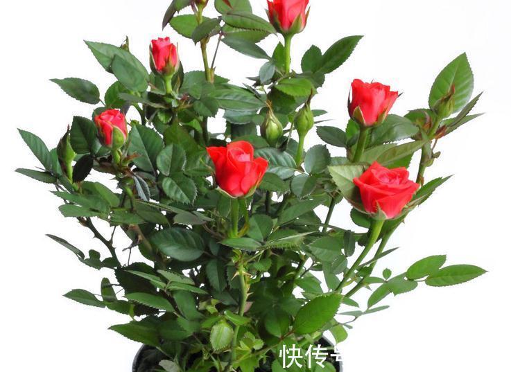 微型玫瑰|好看的微型月季总是养不活,问题出在哪,一起来看看吧