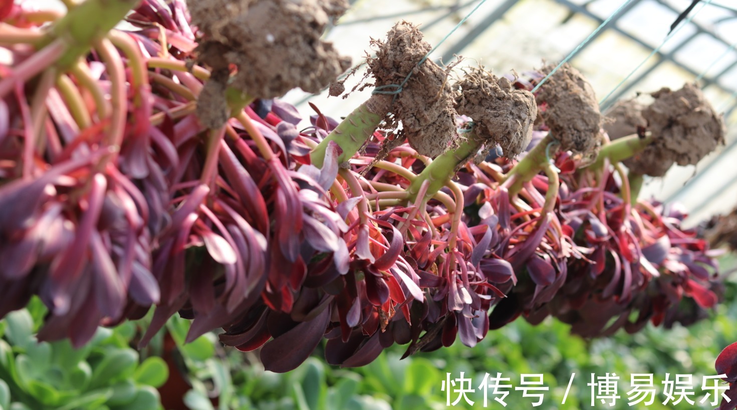 多肉黑法师,夏季它“睡觉”,浇水掌控好,不烂根,叶片乌黑油亮