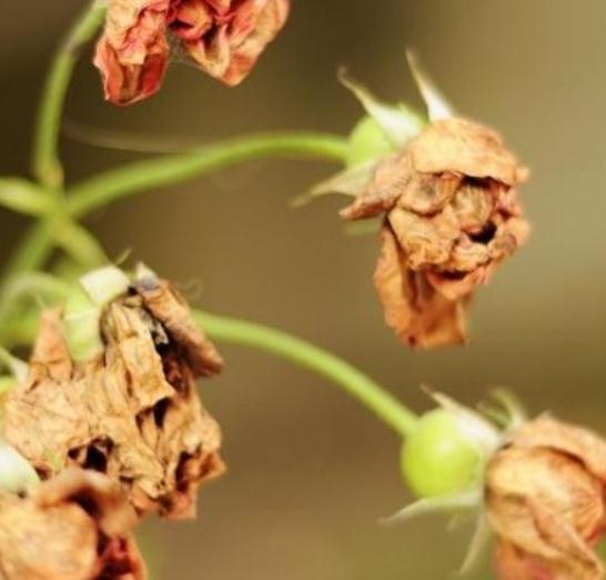 月季花后修剪常犯的4个错误,看看你中了几个