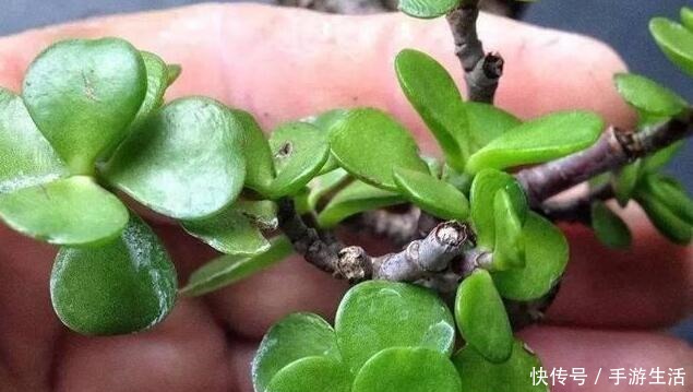 明白人都养“3种树”，看着很“普通”，殊不知，越养越“值钱”！