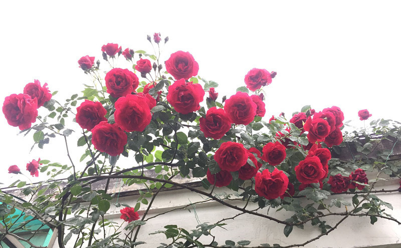 养花就养这4款,服盆快长势快,阳台上密植一片,开花烂漫迷人眼