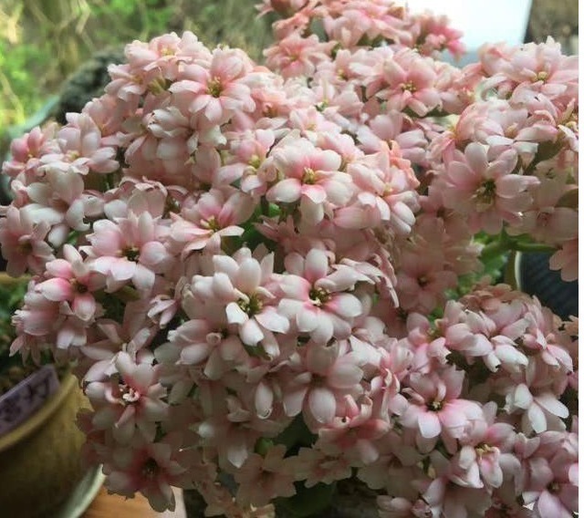 黄叶|长寿花不长还黄叶用3法急救,轻松解决,爆成大花球