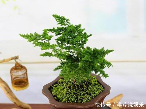 文竹的孪生兄弟“云竹”,这样区别养护,别受骗了