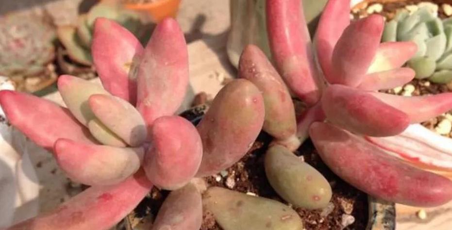 9种口碑非常好的多肉,易养护,出状态又仙又美