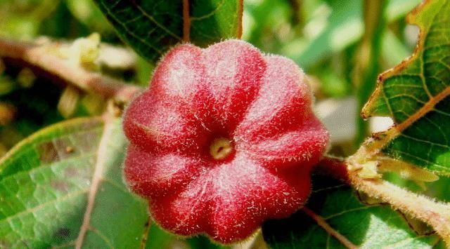 此草便是“淫羊藿”,请放下双手,别盲目拔掉,80元一斤