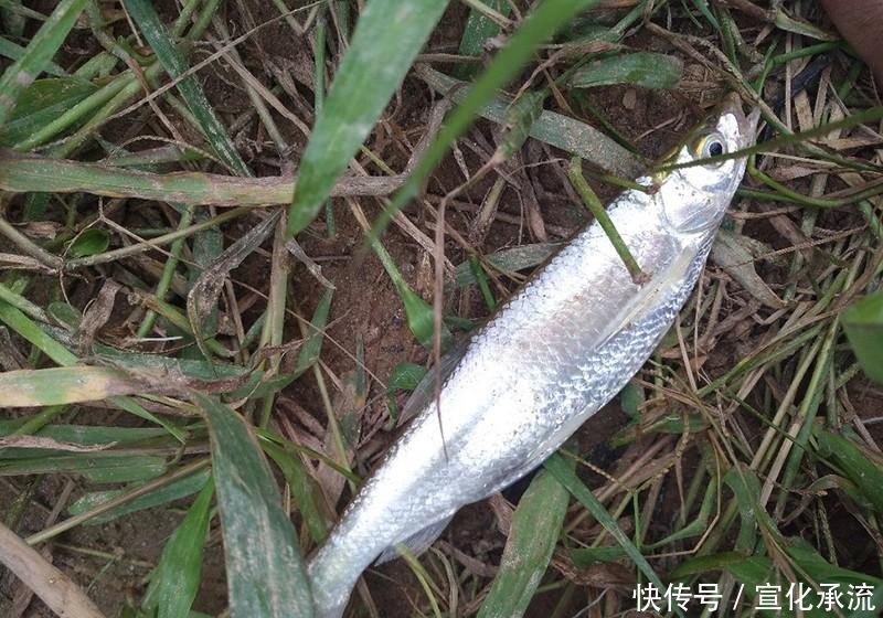 钓鱼|别人钓到鱼,你却钓不到,原因都在这里了,想知道的别错过