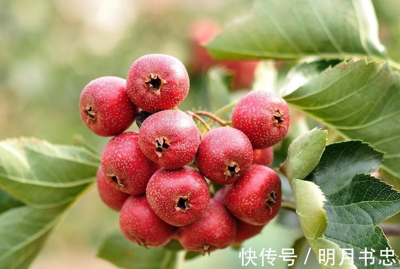 导滞|1颗山楂,7味良药,老中医教你山楂7大顶级妙用,很少人知道!