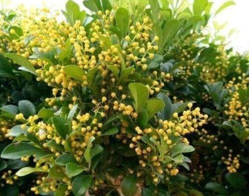 4种漂亮花，好打理，开起花来“拦”不住，美不胜收，你养了吗