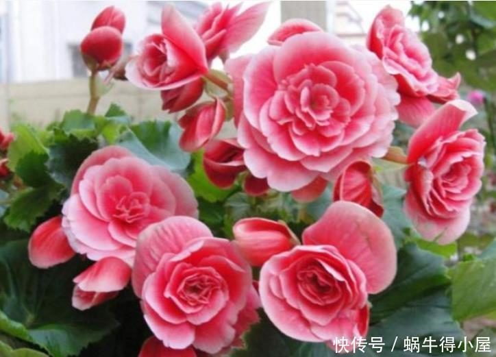 4种花是花中劳模,一年四季开花不断,花朵硕大、优美高贵