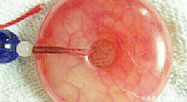 文物贩子造假有多可怕?活羊体内塞入玉,3年后宰羊取玉再卖天价