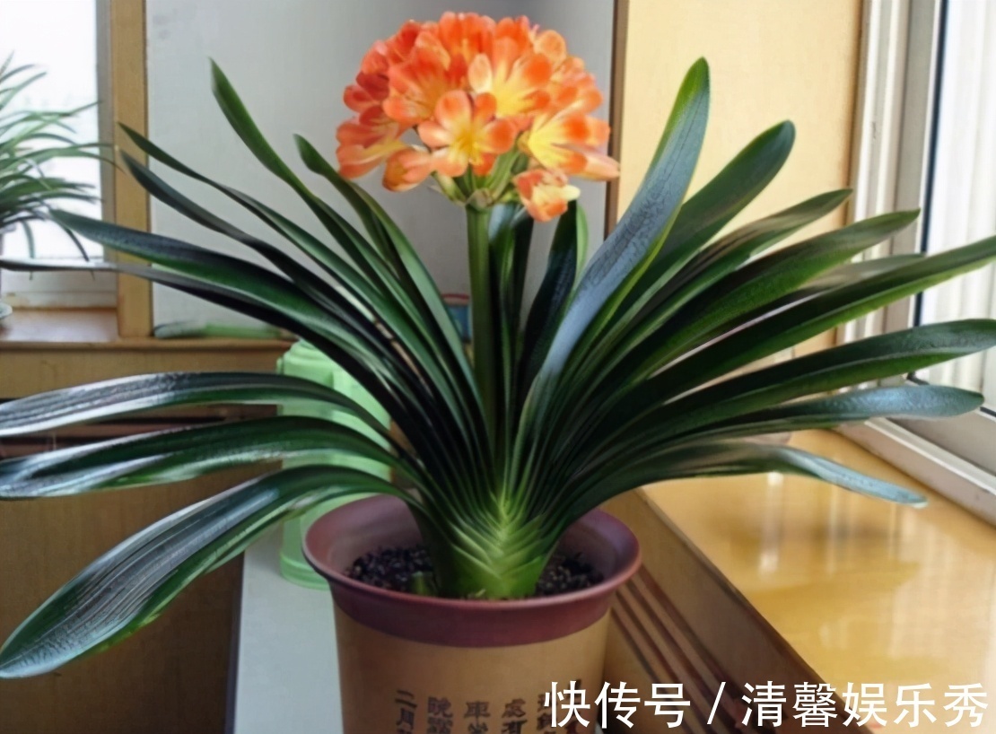 君子兰有“四爱”知道么?这是养好它的关键,也能轻松养开花