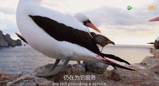 9.8分超惊艳，这神作终于不用找资源，我一口气看完5集