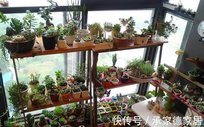 多肉|以这4款植物为例,教你该怎么养根壮根
