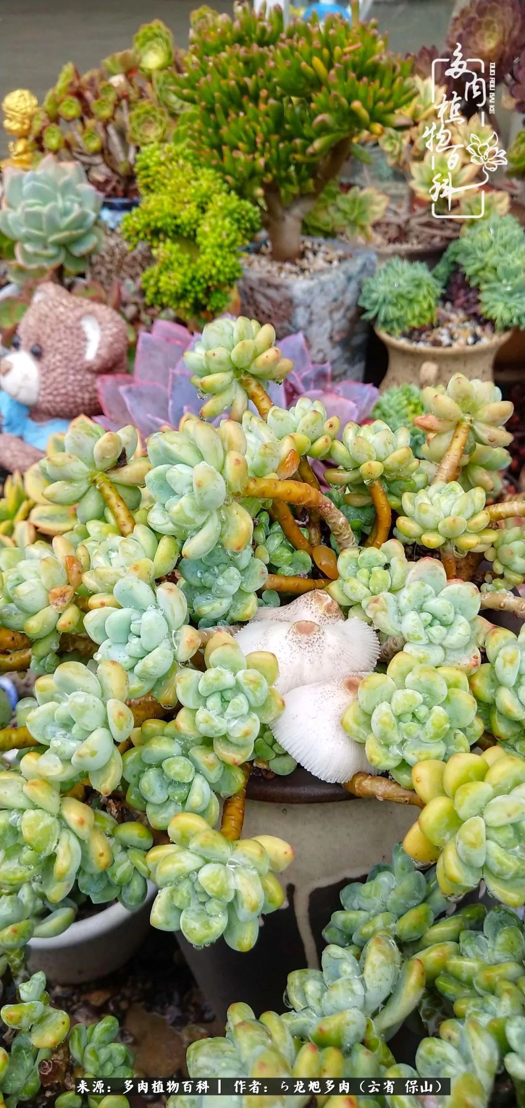 叶片|美了，美了！当秋天的风吹向你我的多肉！