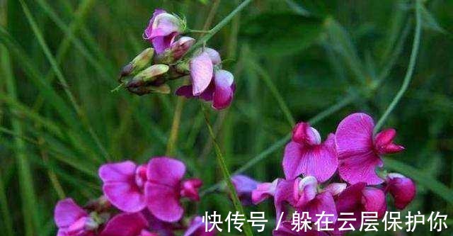 句式|千古绝对！上联“野花不种年年有”，下联真是太经典了！