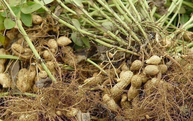 食物|吃完花生一小时内,不能碰以下食物,很多人还不清楚,早知早受益