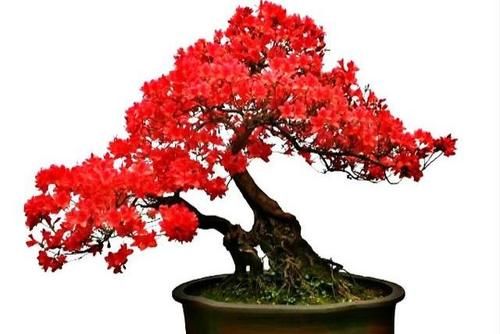 在北方能做映山红盆景？只要抓住这5条，成型快花繁茂