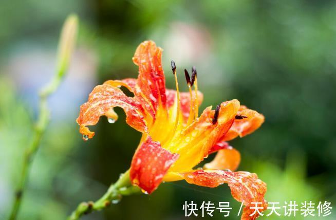 院子|名字巨土但超牛掰的花草，有院子不种可惜了