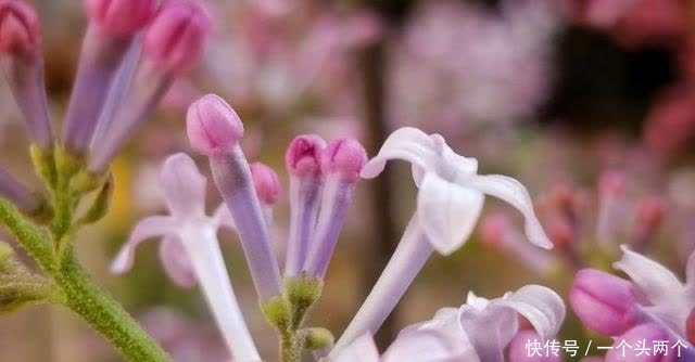 那一株丁香，今年三月你在哪儿盛开